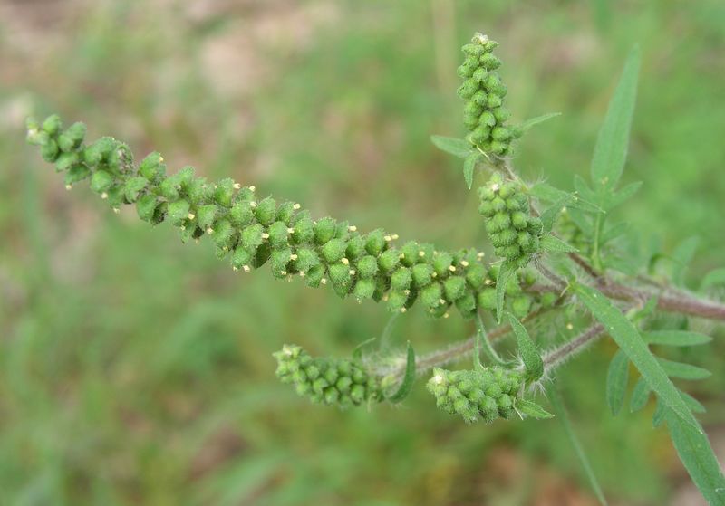 Common Ragweed – Staminate Flower
