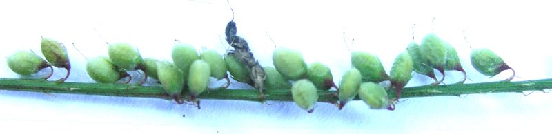 Yellow Sweet  Clover – Fruiting Pods