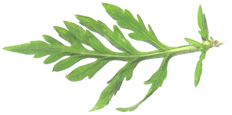 Common Ragweed – Divided Leaf