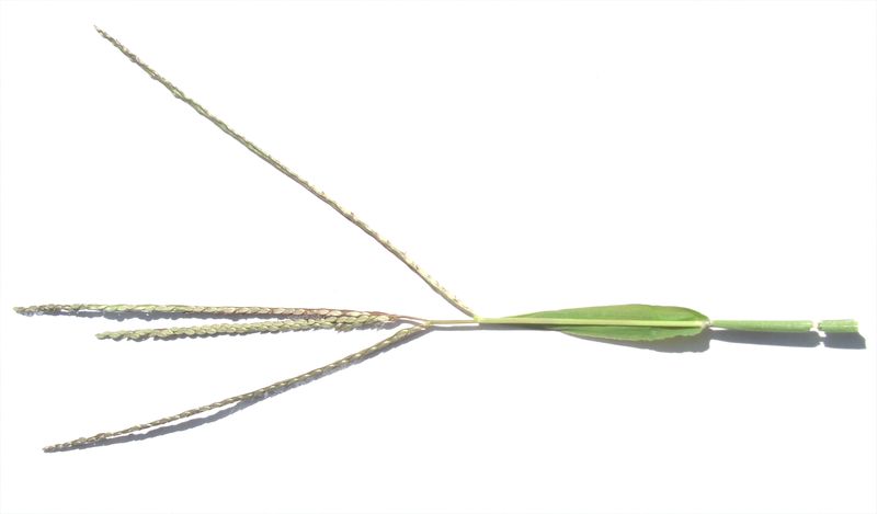 Smooth Crab Grass – Spike