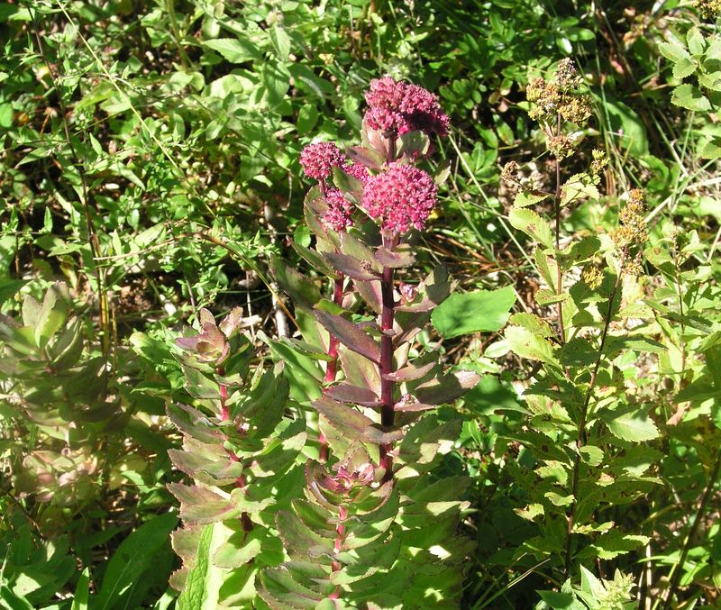 Stone Crops – Flowering Plant