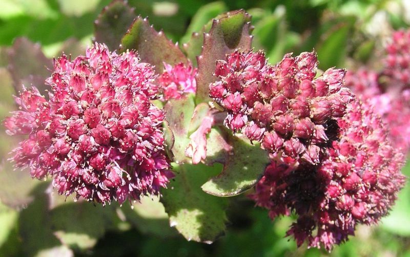 Stone Crops – Flower
