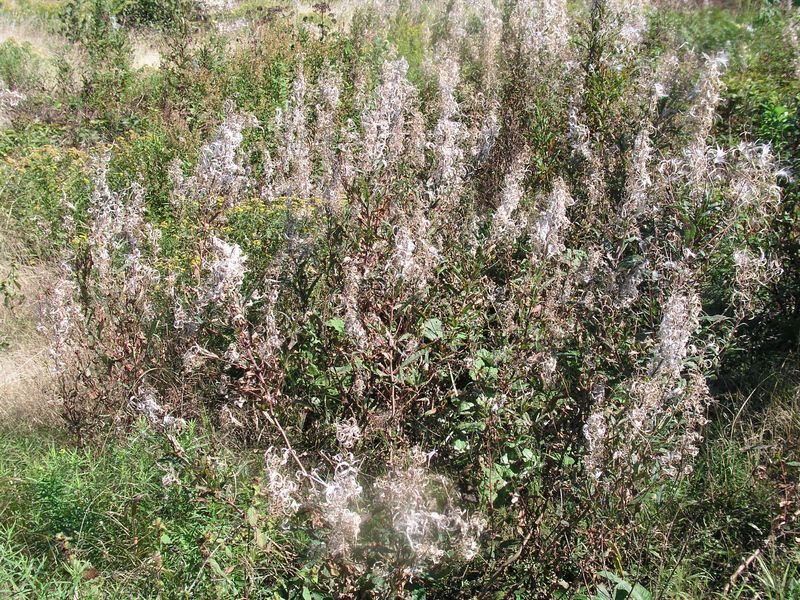 Fireweed – In Fruit