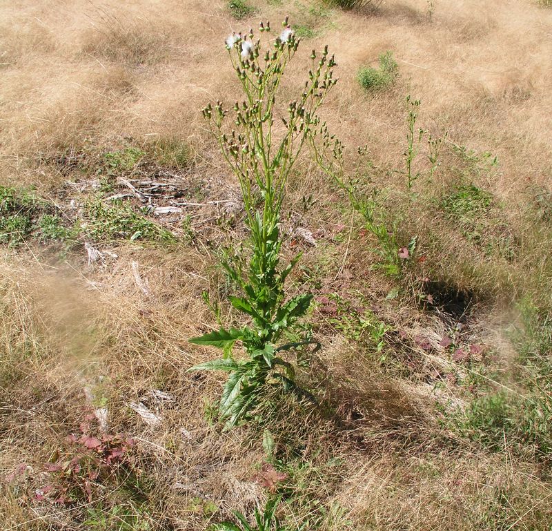 Annual Sow-Thistle – Mature Plant