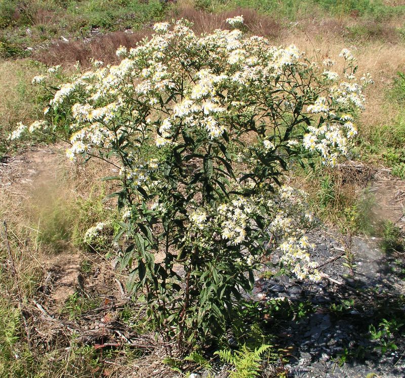 Tall White Aster – Mature Plant
