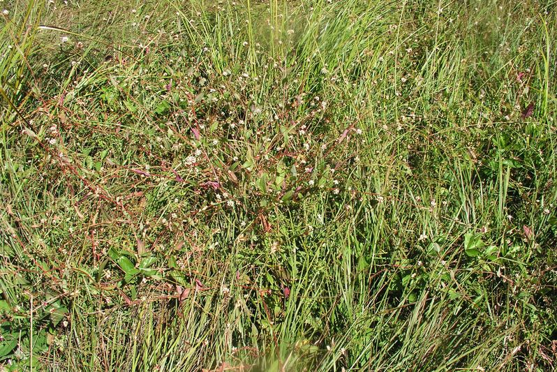 Arrow-Leaved Smartweed – Mature Plant