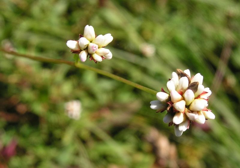 Arrow-Leaved Smartweed – Flower Cluster