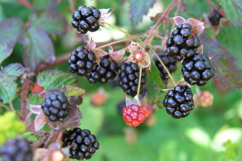 Trailing Blackberry – Fruit