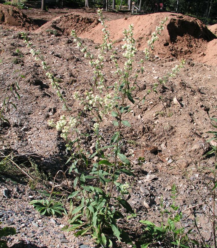 White Goldenrod – Mature Plant