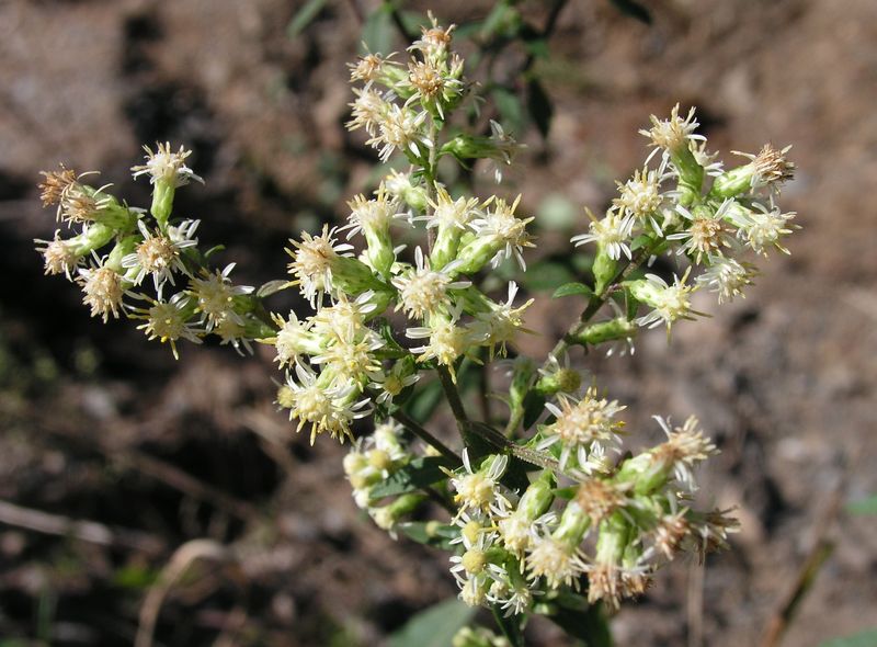 White Goldenrod – Flowering Head