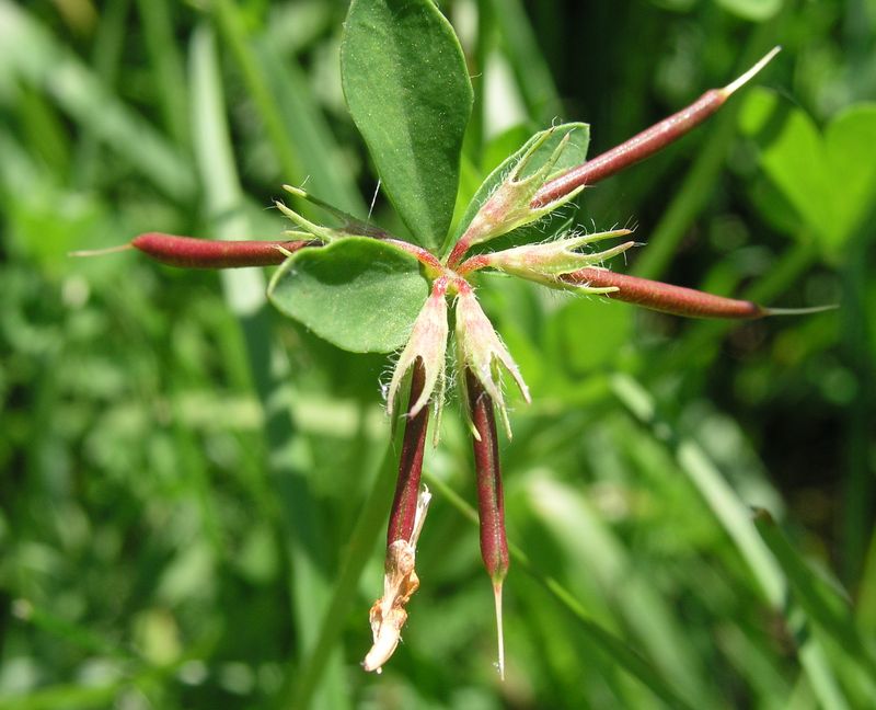 Bird's Foot Trefoil – Pods