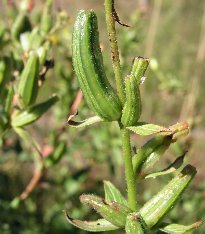 Yellow Evening Primrose – Seed Pods