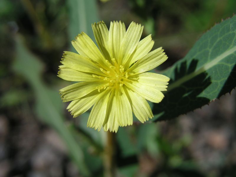 Canada Lettuce – Flower