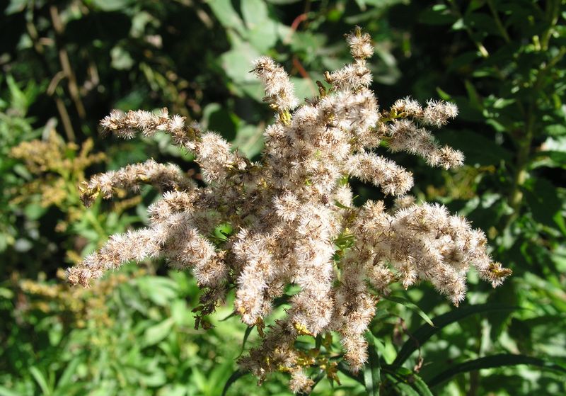 Canada Goldenrod – Fruit