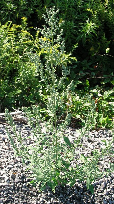 Lamb's Quarters – Mature Plant