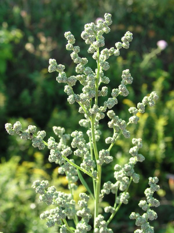 Lamb's Quarters – Flowering Head