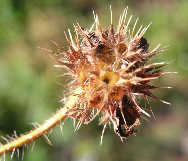 Hemp-Nettle – Mature Fruit