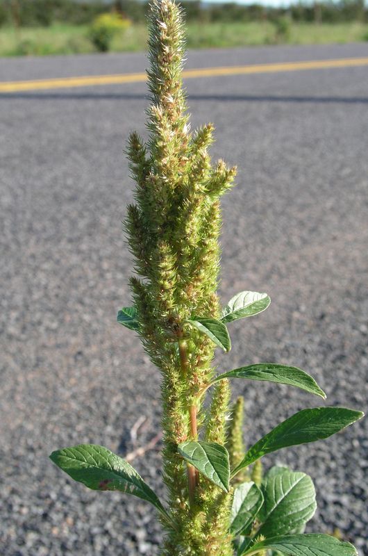 Redroot Pigweed – Mature Spike