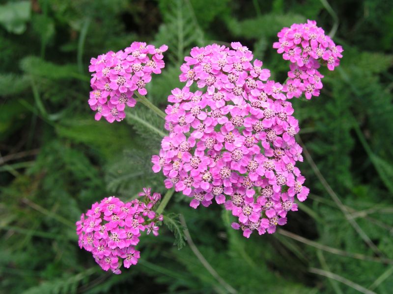 Common Yarrow – Magenta Variety