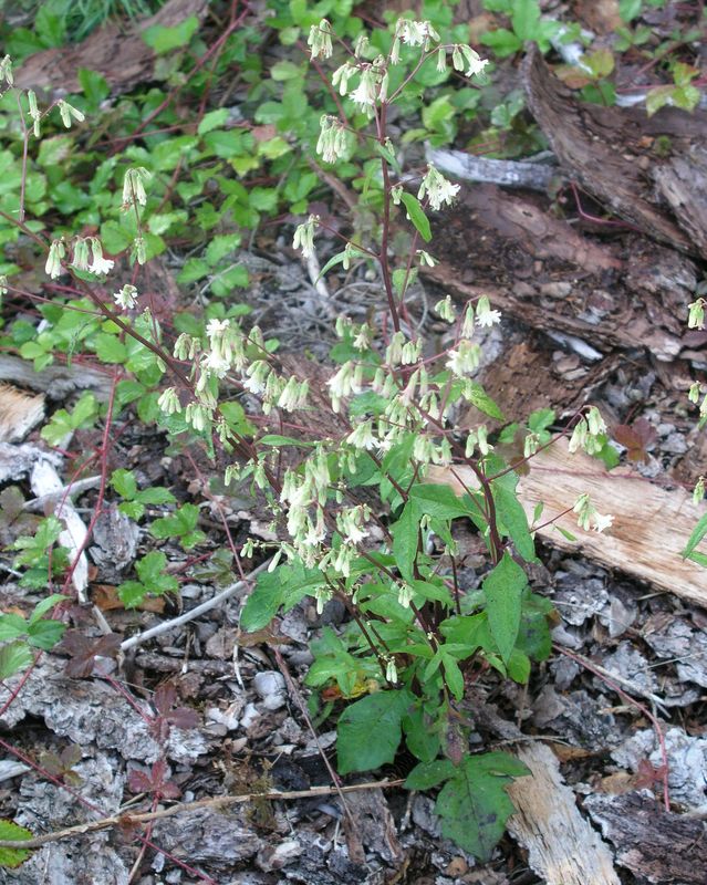 Lion's Paw – Mature Plant
