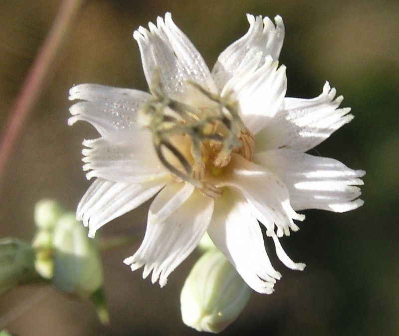 Lion's Paw – Flower