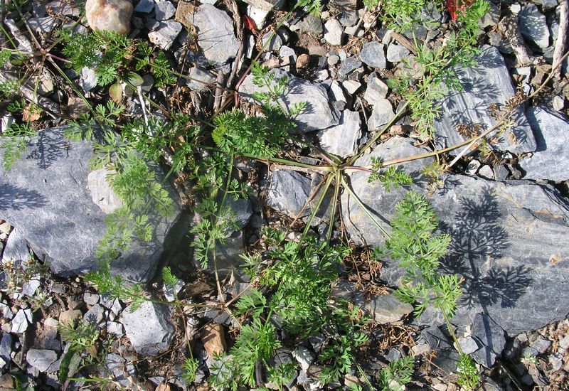 Wild Carrot – Shoot