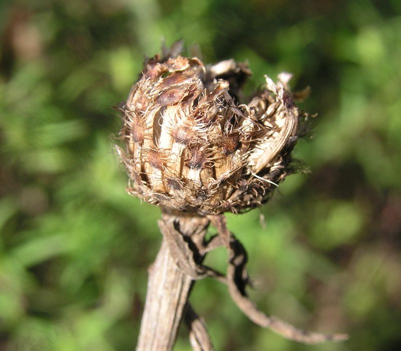 Black Knapweed – Bracts
