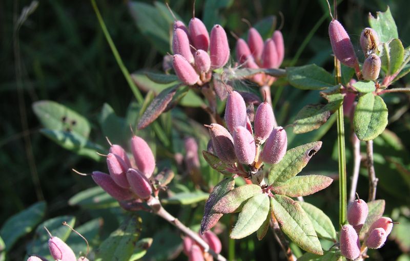 Canadian Rhododendron – Fruit