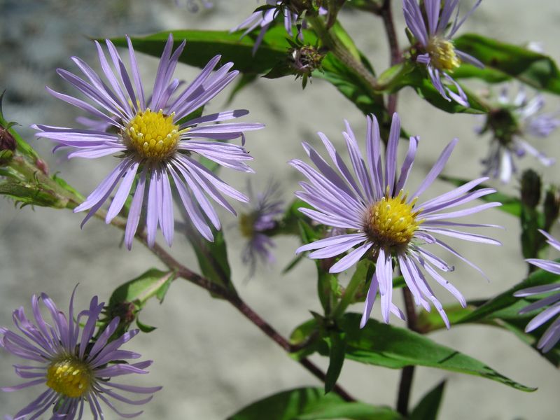New York Astor – Mature Flower