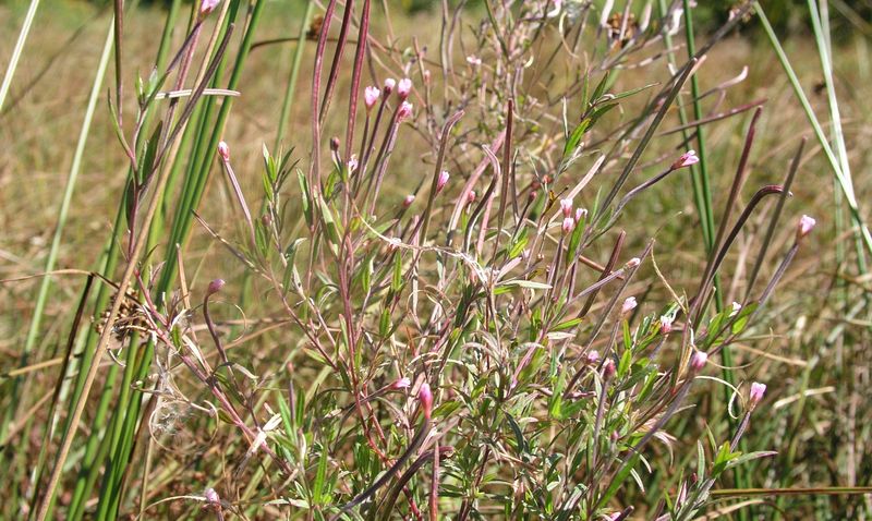 Willow Herb – Seed Pods