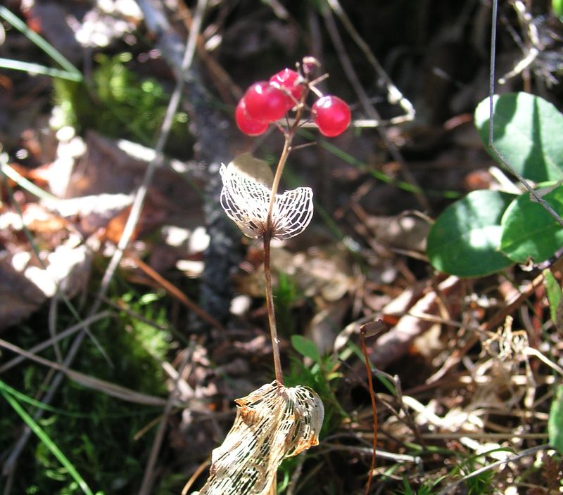 Wild Lily Of The Valley – Mature Fruit