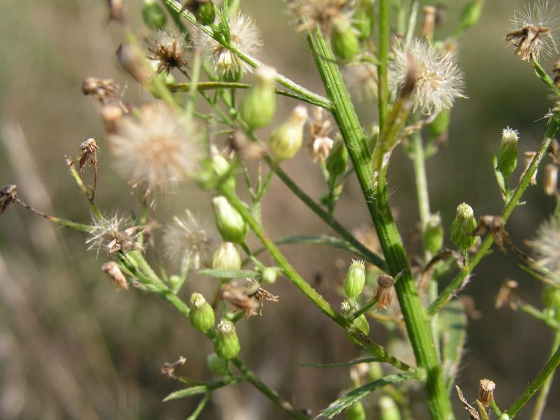 Canada Fleabane – Fruiting Heads
