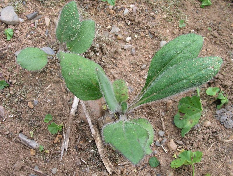 Black-Eyed Susan – Shoots