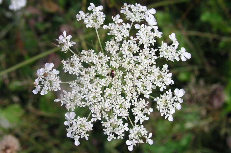Wild Carrot – Flower Head