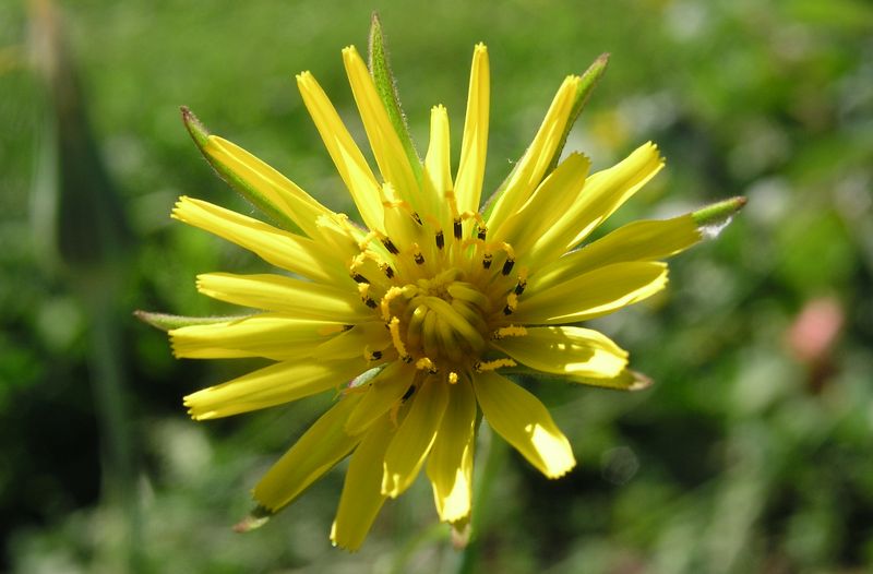 Meadow Goat's Beard – Flower