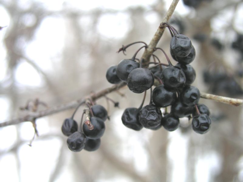 European Buckthorn – Over Wintering Berry