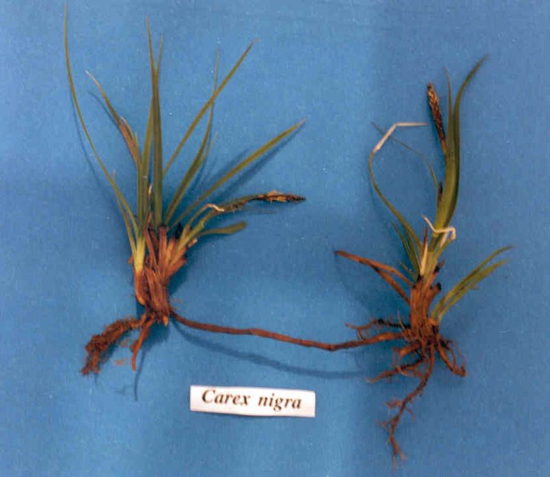 Black Sedge – Rhizomes