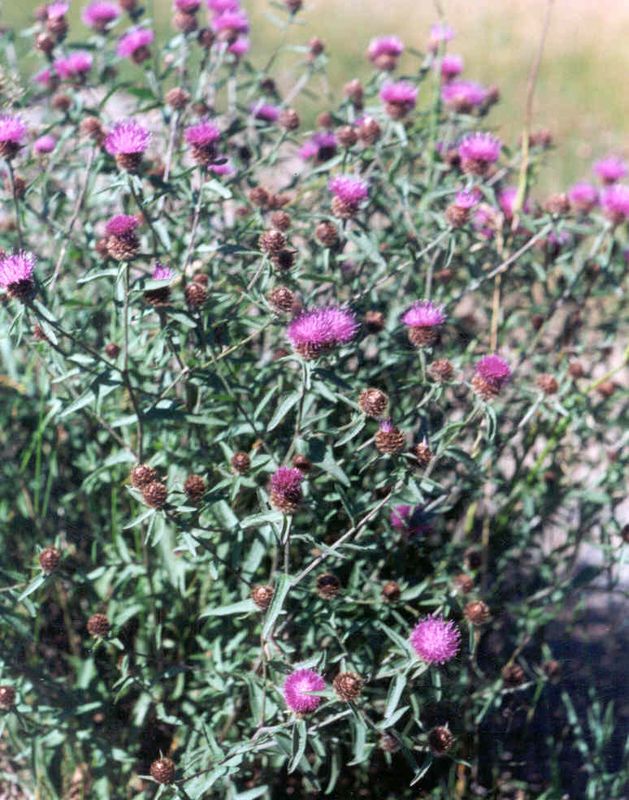 Black Knapweed – Mature Plant