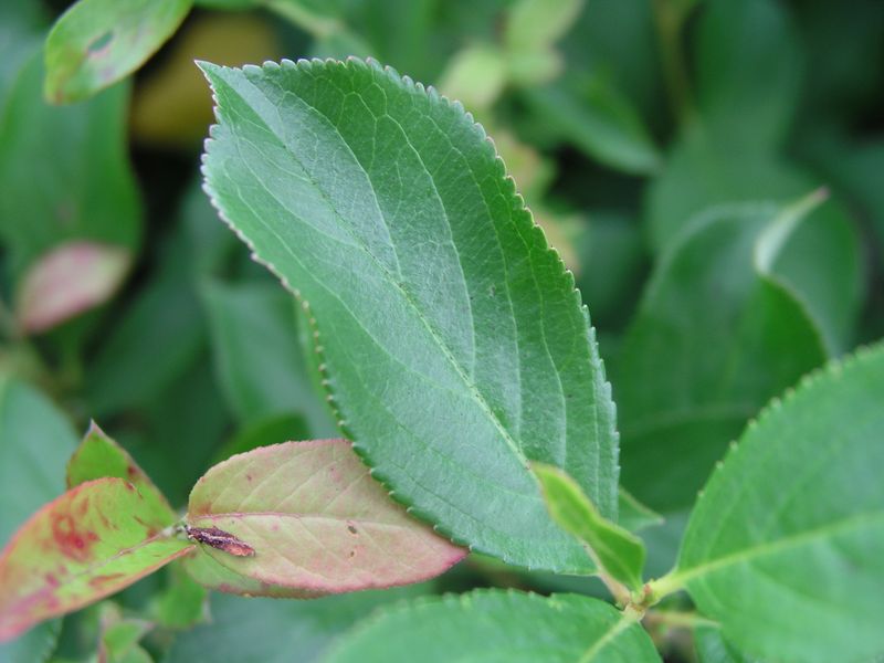 Black Chokeberry – Leaves