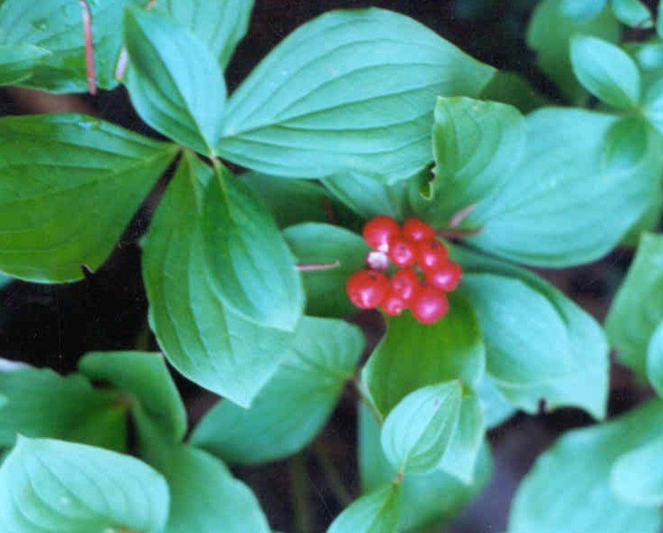 Bunchberry – Fruit