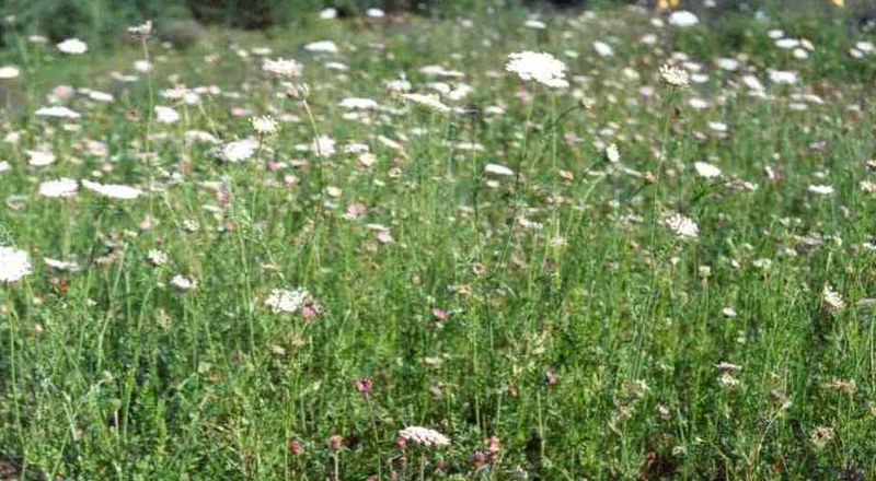 Wild Carrot – Infestation