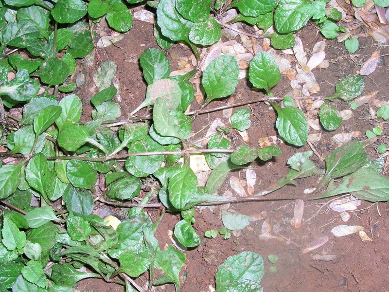 Ajuga – Stems