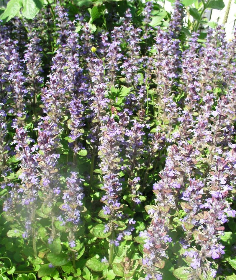 Ajuga – Flowering Spikes