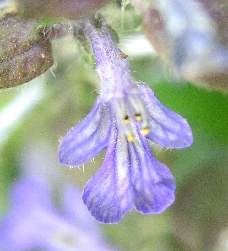 Ajuga – Mature Flower
