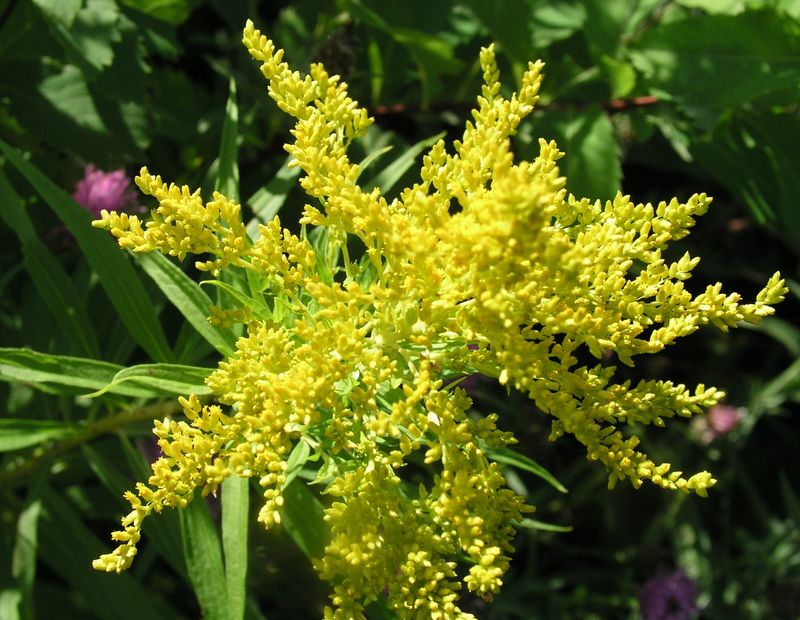 Canada Goldenrod – Flowers