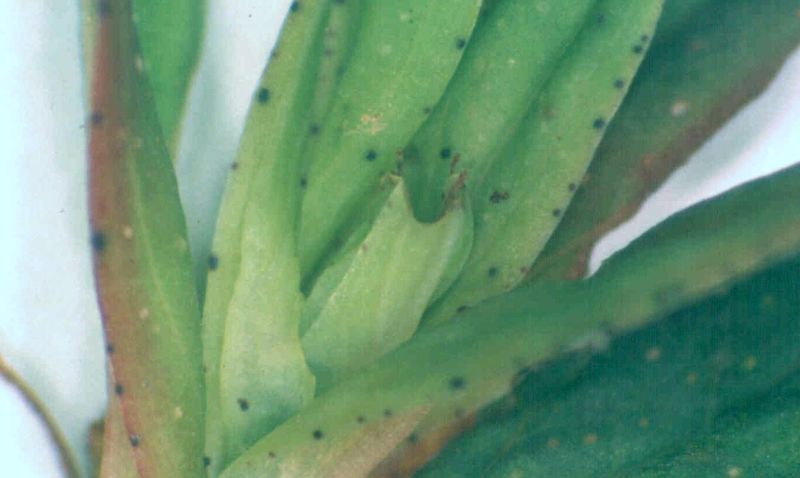 St. John's Wort – Leaf
