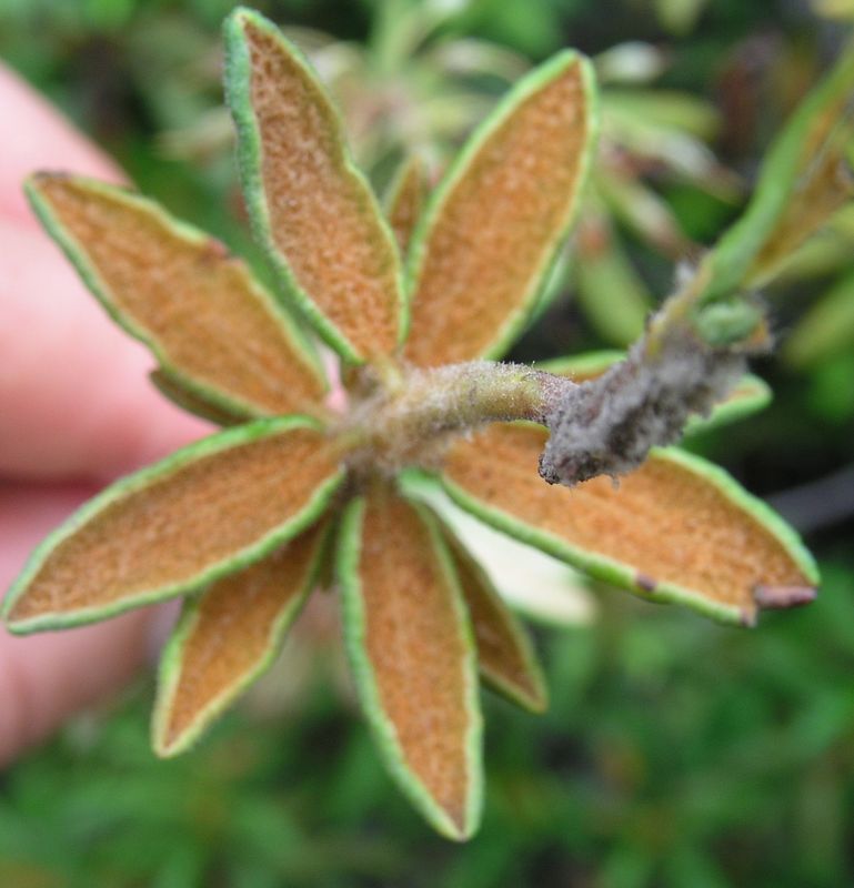 Labrador Tea – Underside Of Leaves