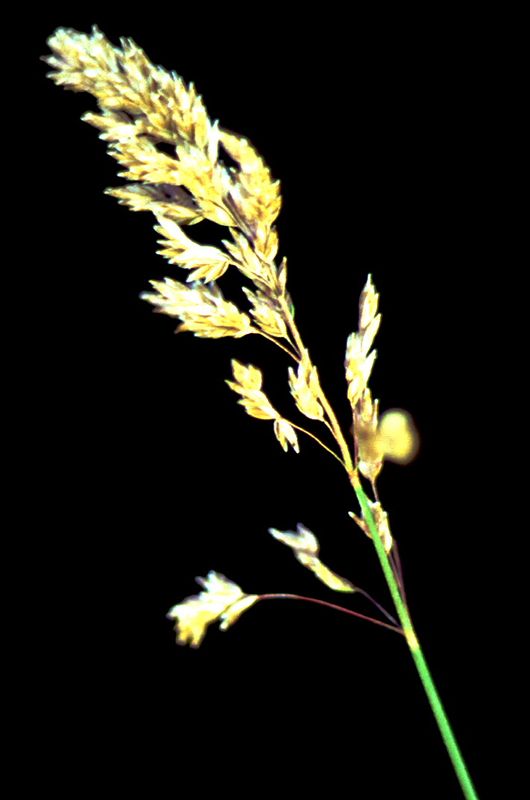 Bluegrass – Panicle Head