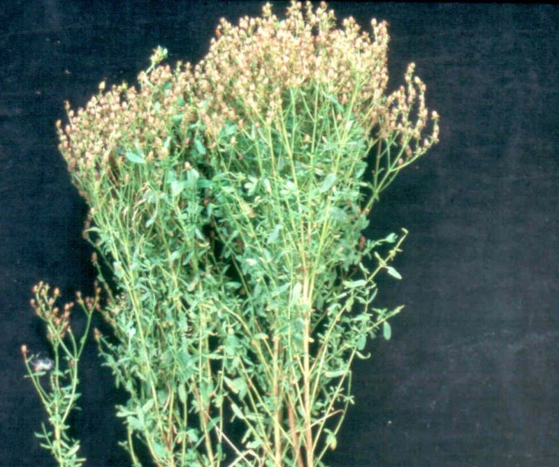 St. John's Wort – Mature Plants