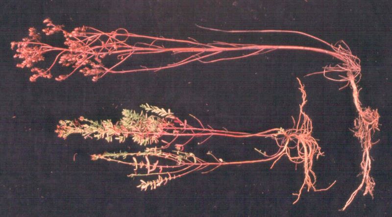 St. John's Wort – Diseased Plants